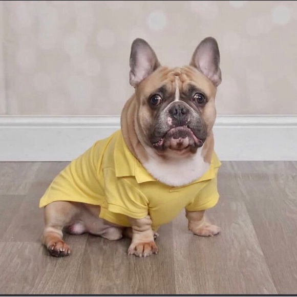 Ralph Lauren Pet Mesh Dog Polo Shirt